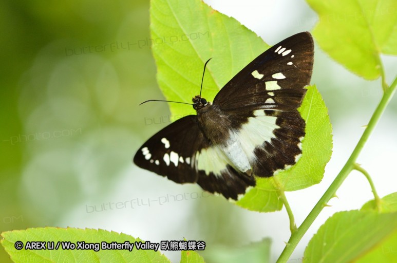 110701_nanling_33.jpg