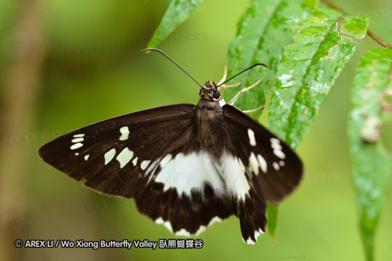 110701_nanling_34.jpg