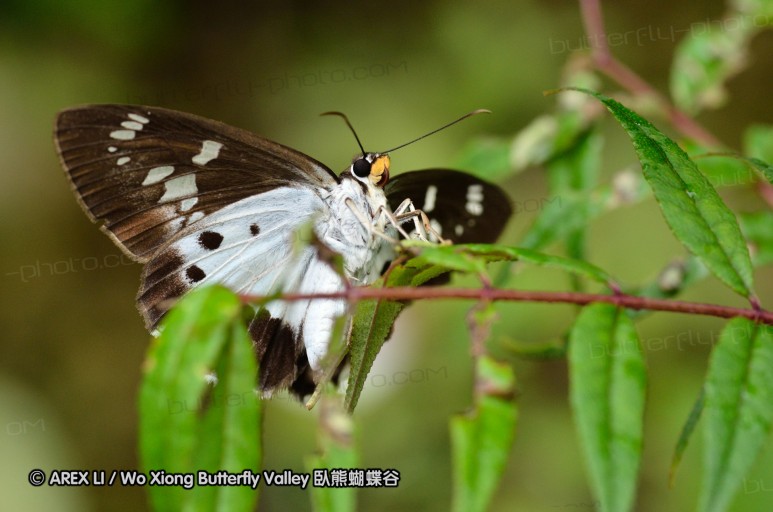 110701_nanling_35.jpg