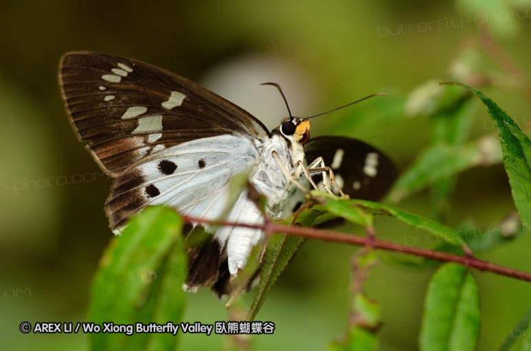 110701_nanling_36.jpg