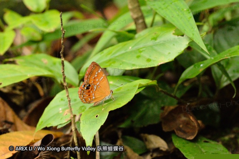 110701_nanling_38.jpg