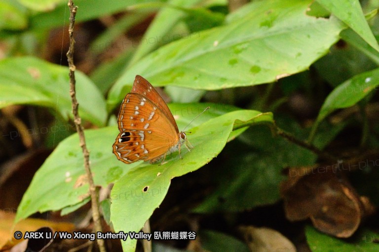 110701_nanling_39.jpg
