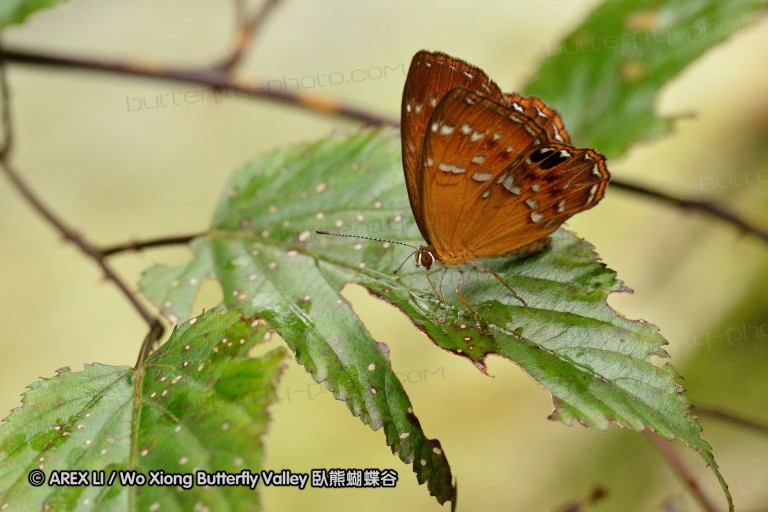 110701_nanling_40.jpg