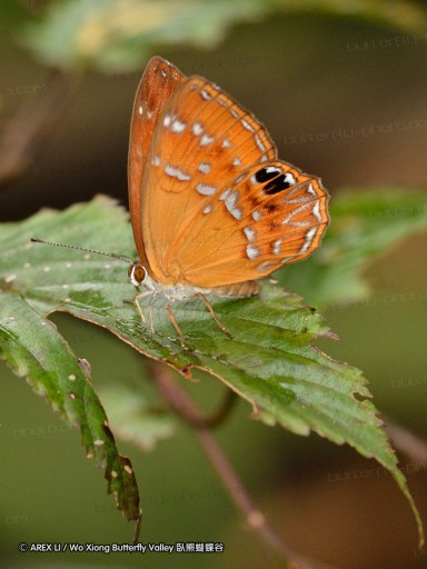110701_nanling_41.jpg