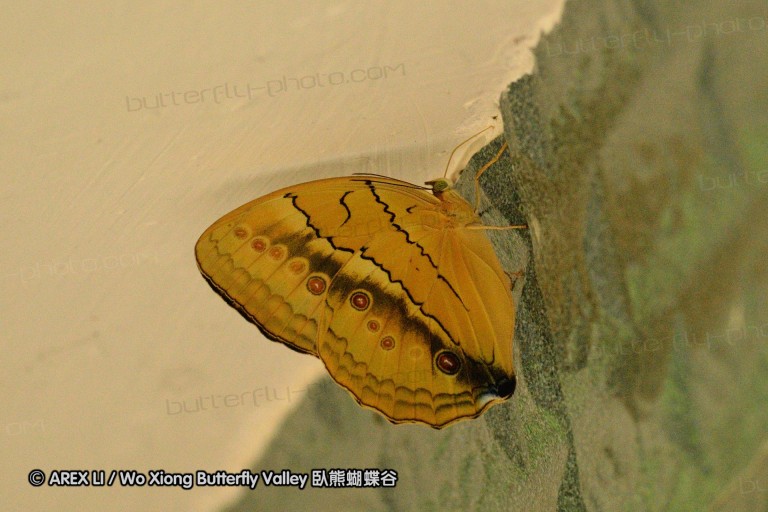 110701_nanling_52.jpg