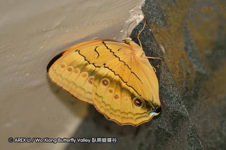 110701_nanling_53.jpg