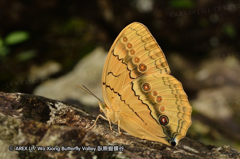 110701_nanling_55.jpg