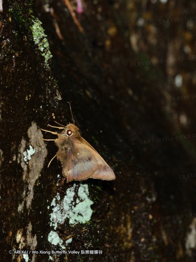 110701_nanling_57.jpg