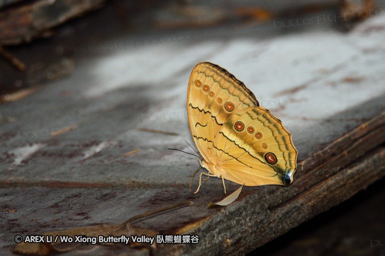 110702_nanling_009.jpg