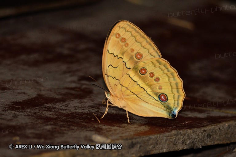 110702_nanling_010.jpg