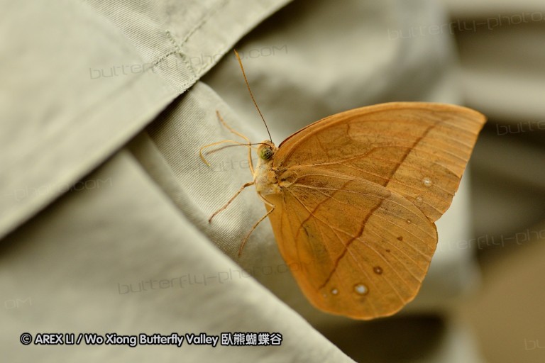 110702_nanling_037.jpg