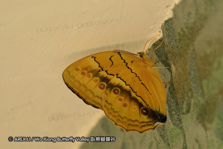 110702_nanling_048.jpg