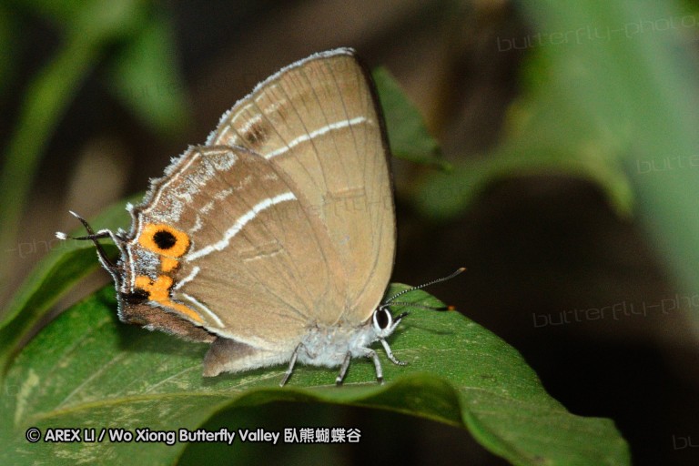 110702_nanling_058.jpg