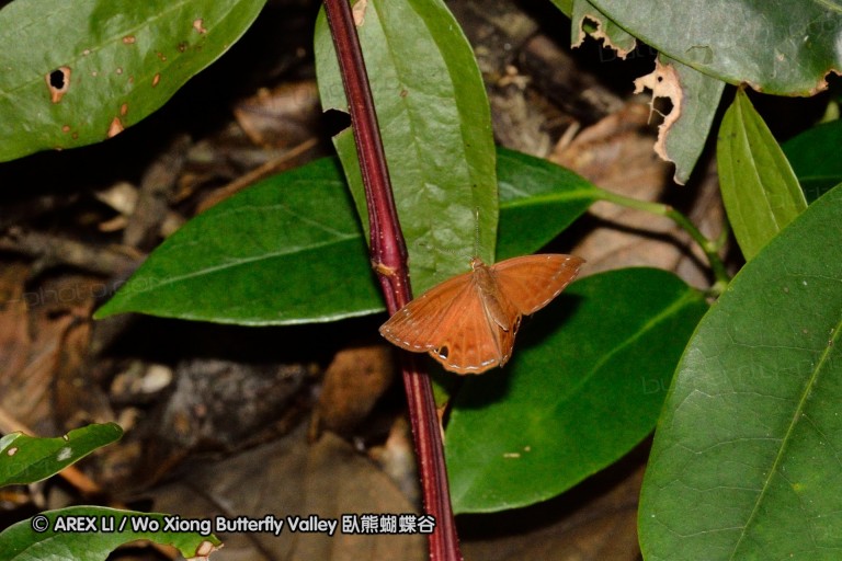 110702_nanling_068.jpg