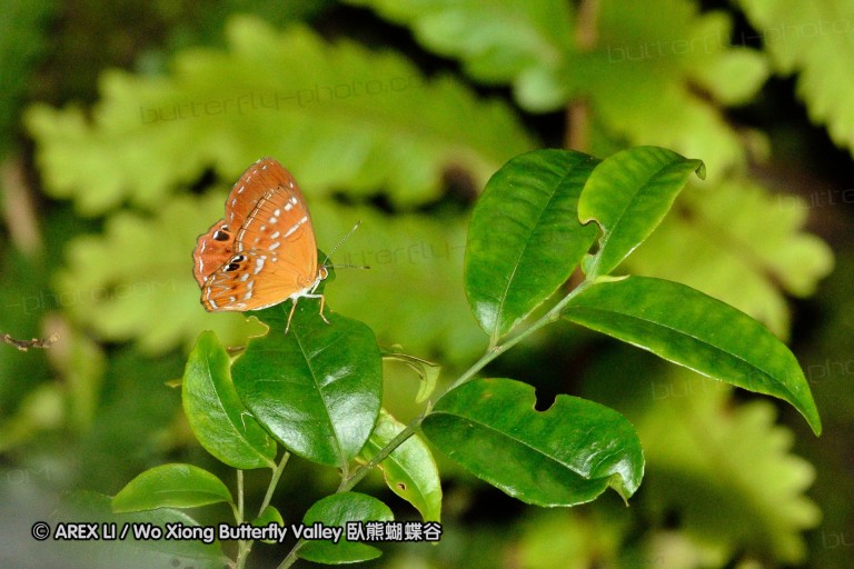 110702_nanling_069.jpg
