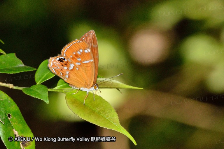 110702_nanling_070.jpg