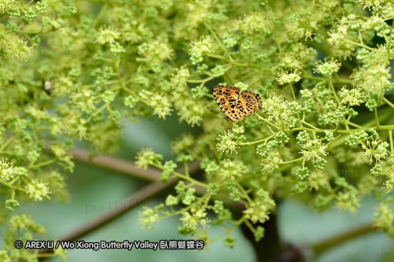 110702_nanling_071.jpg
