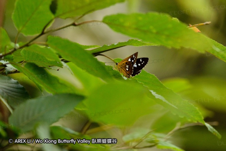 110702_nanling_077.jpg