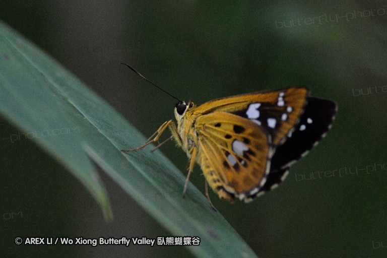 110702_nanling_079.jpg