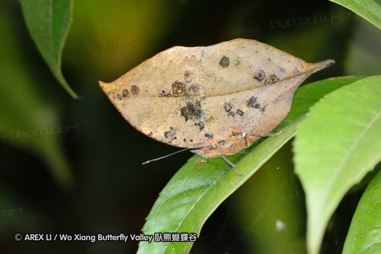 110702_nanling_091.jpg