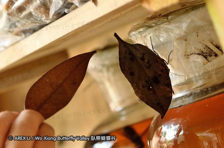 110702_nanling_092.jpg