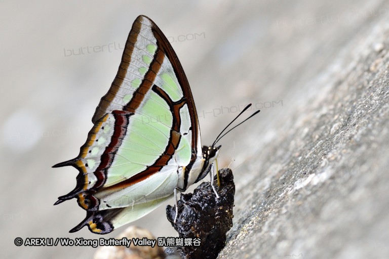 110702_nanling_103.jpg