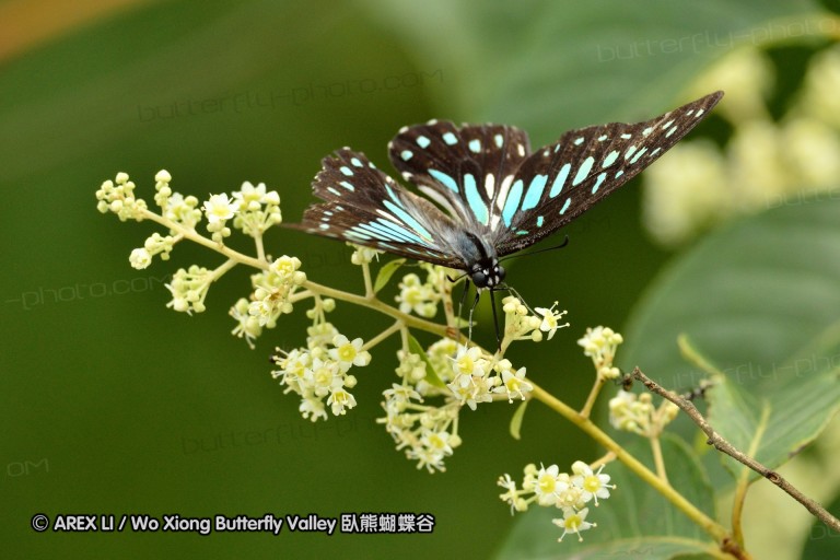 110703_nanling_004.jpg
