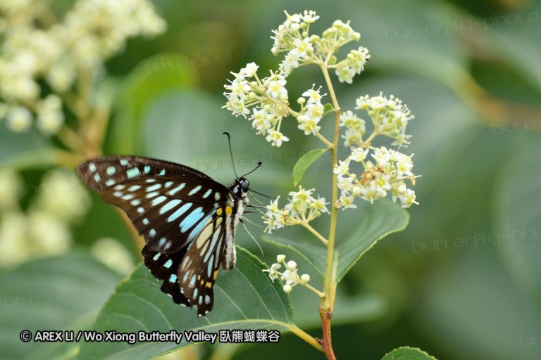 110703_nanling_005.jpg