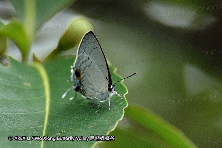 110703_nanling_009.jpg