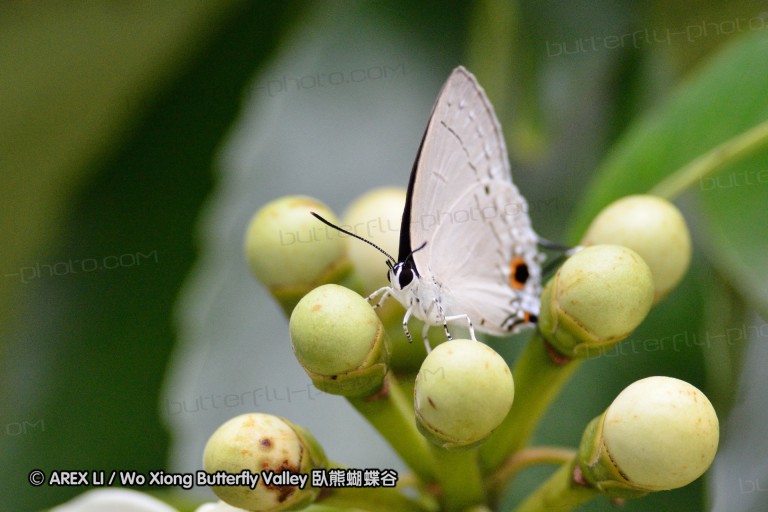 110703_nanling_011.jpg