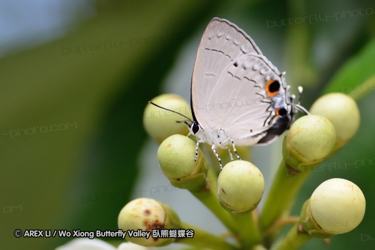 110703_nanling_012.jpg