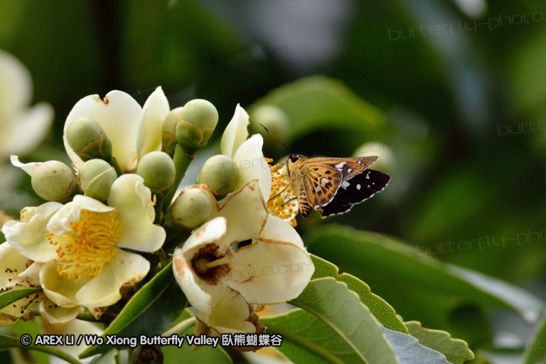 110703_nanling_021.jpg
