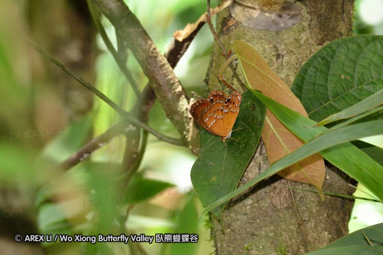 110703_nanling_033.jpg
