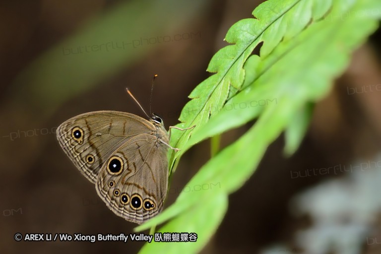 110703_nanling_037.jpg