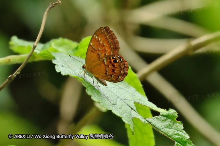 110703_nanling_042.jpg