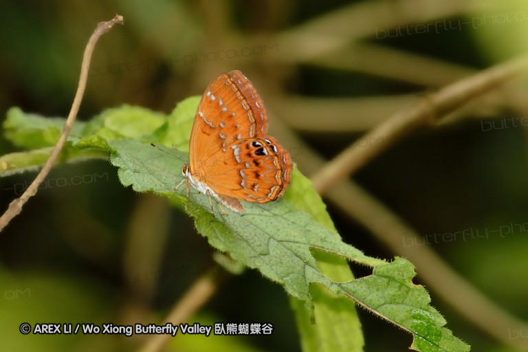 110703_nanling_043.jpg