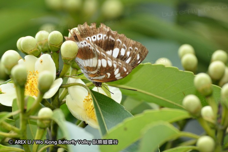 110703_nanling_050.jpg