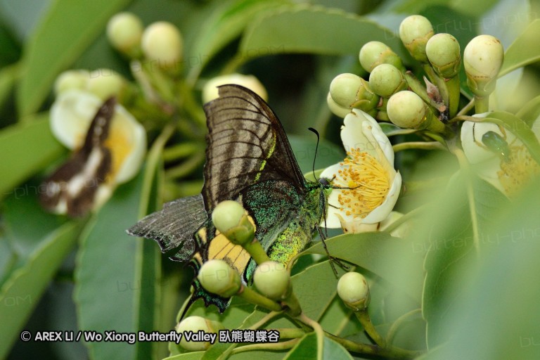 110703_nanling_052.jpg