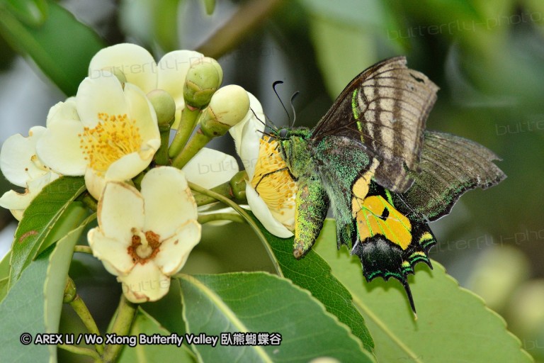 110703_nanling_055.jpg