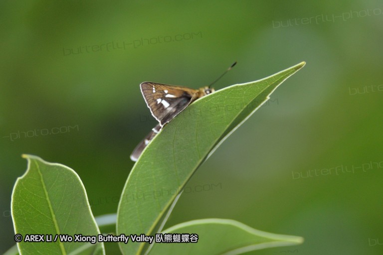 110703_nanling_057.jpg