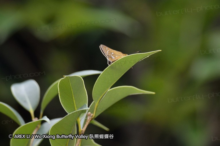 110703_nanling_058.jpg