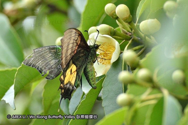 110703_nanling_062.jpg