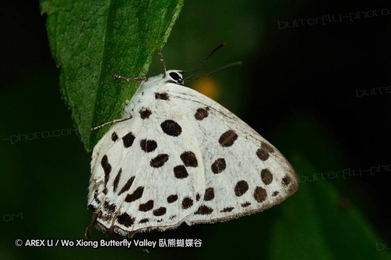 110723_xinhu_01.jpg