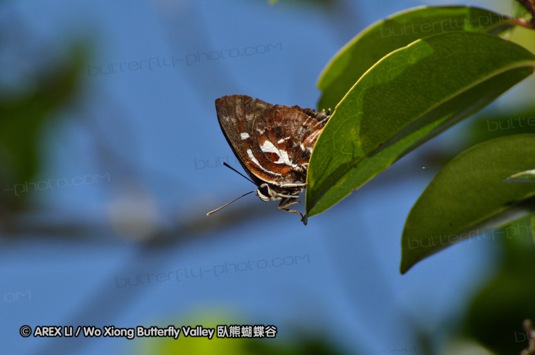 110731_leeon_02.jpg