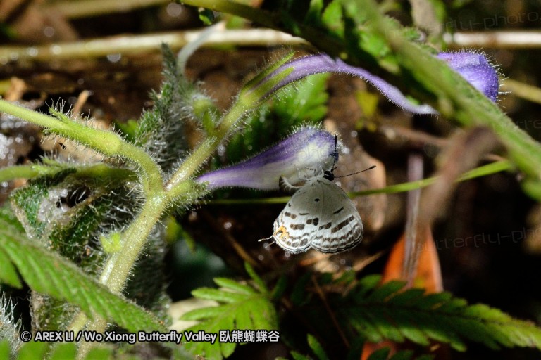 110813_nankunshan_01.jpg