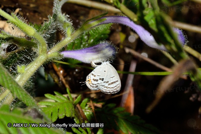 110813_nankunshan_02.jpg