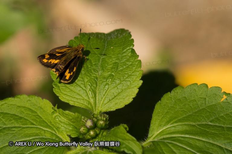 111029_ssw_01.jpg