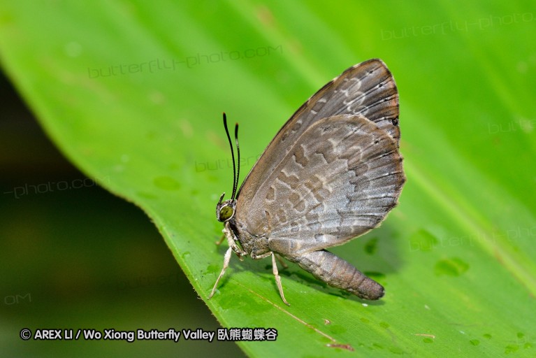 120123_bislig_22.jpg