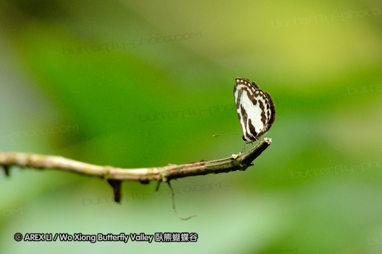 120123_bislig_29.jpg