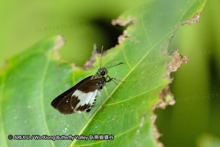 120124_bislig_08.jpg